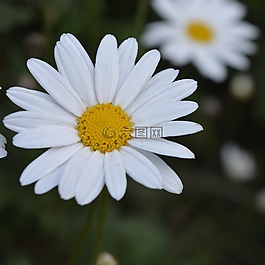 花,植物區(qū)系,自然
