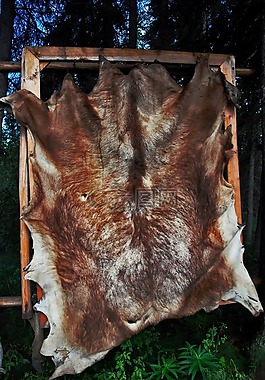外套,動(dòng)物,死亡