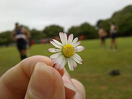 花卉,黛西,黄色中心