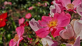 玫瑰,花,玫瑰花朵
