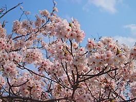 櫻桃,櫻花,春天