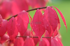 木炭翅膀的小矮人,紅葉,秋天