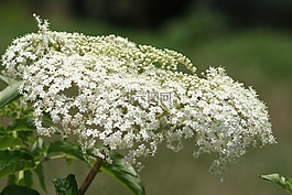 嬰兒的呼吸,花,盛開