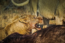 獅子,獸,戶外