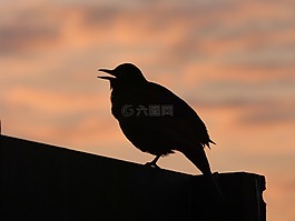 黑鳥,日落,側(cè)影