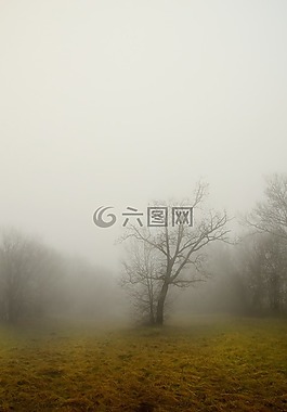 樹,霧,干科