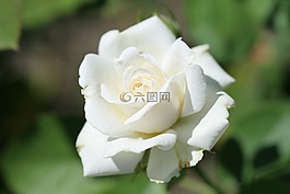 灌木玫瑰,羅莎'paloma布蘭卡,白