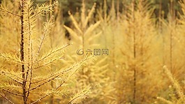 植物,木,樹