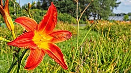 花,綻放,萱