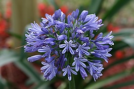 花,盛開(kāi),agapanthus