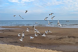 海鷗,海灘,海