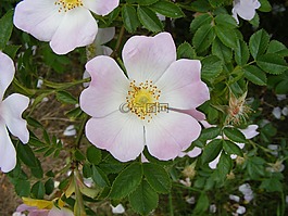 野玫瑰,粉紅色,花