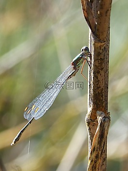 蜻蜓,绿蜻蜓,干