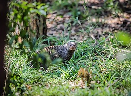 動物,野生動物,自然