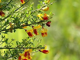 掃帚,黃色,開花