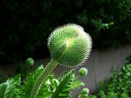 花蕾,罌粟,綠色