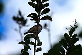 鳥,小鳥,生活