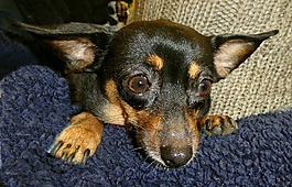 小狗,可愛,犬