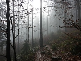 霧,森林,樹木