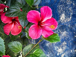 槿,美麗的花,花