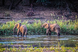 大象,野生動物,自然