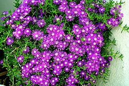 紫色,花卉,紫束