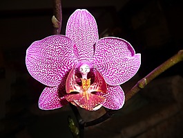 蘭花,蝴蝶蘭,花