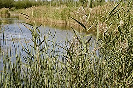 里德,性質(zhì),湖