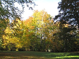 altzella 修道院公园,秋季,景观
