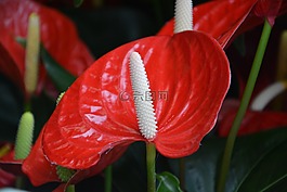 花,掌andreanum混合,禮物提供