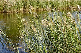 里德,性質(zhì),湖