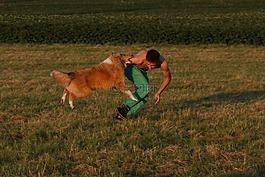 牧羊犬,狗的訓練,狗運動