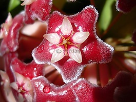 霍亞,花,紅色