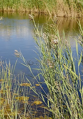 里德,性質(zhì),湖