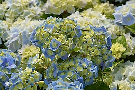 繡球花,藍色,花園