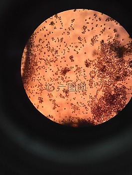 家庭作業,微生物學,生物化學家
