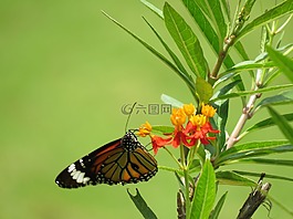 蝴蝶,花,自然
