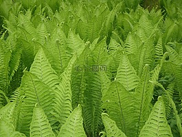 蕨類植物,植物,綠色