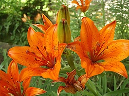 百合,橙,花
