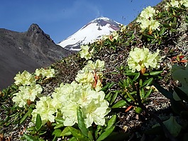 火山,腳,鮮花