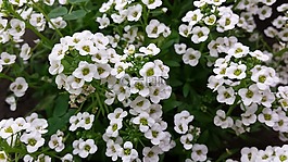 鮮花,白色的花,花束