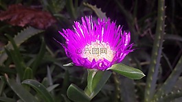 性質(zhì),粉色,美麗