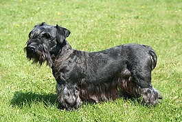 捷克梗,波希米亞梗,小獵犬
