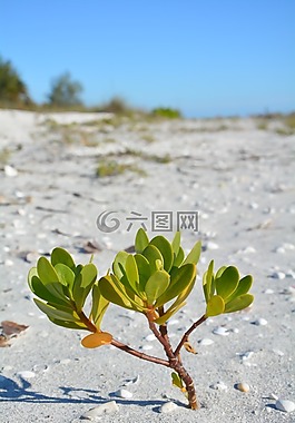 厂,海滩,沙