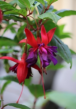 花,倒掛金鐘,花的