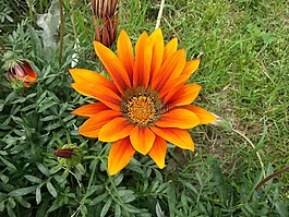 花,草,美