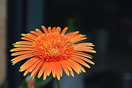 花,倒掛金鐘,花的