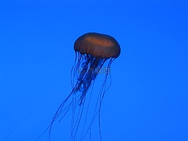 海蜇,水族館,藍色