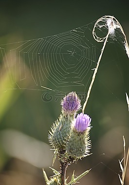 蛛網(wǎng),花,夏季