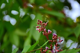 花,花園,布盧姆